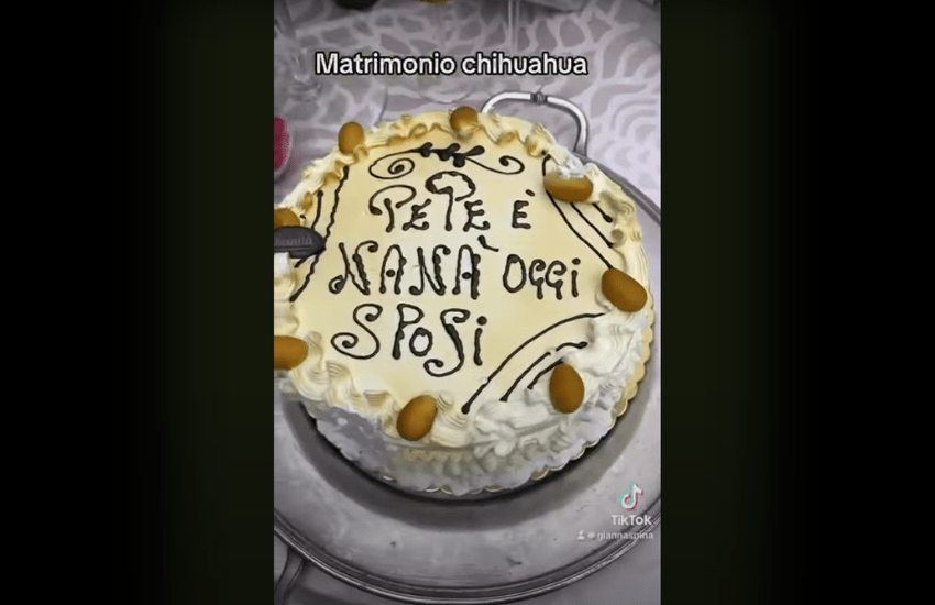 Campobasso: celebrato il primo matrimonio tra cani, gli sposi sono 2 chihuahua