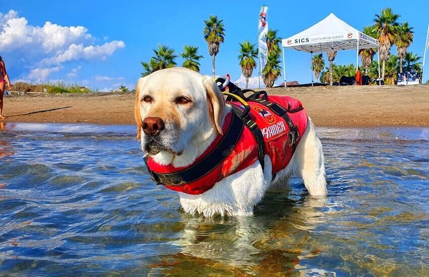 Addio a Mira, il cane bagnino eroe dei salvataggi in mare