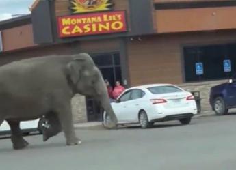 Elefante scappa 