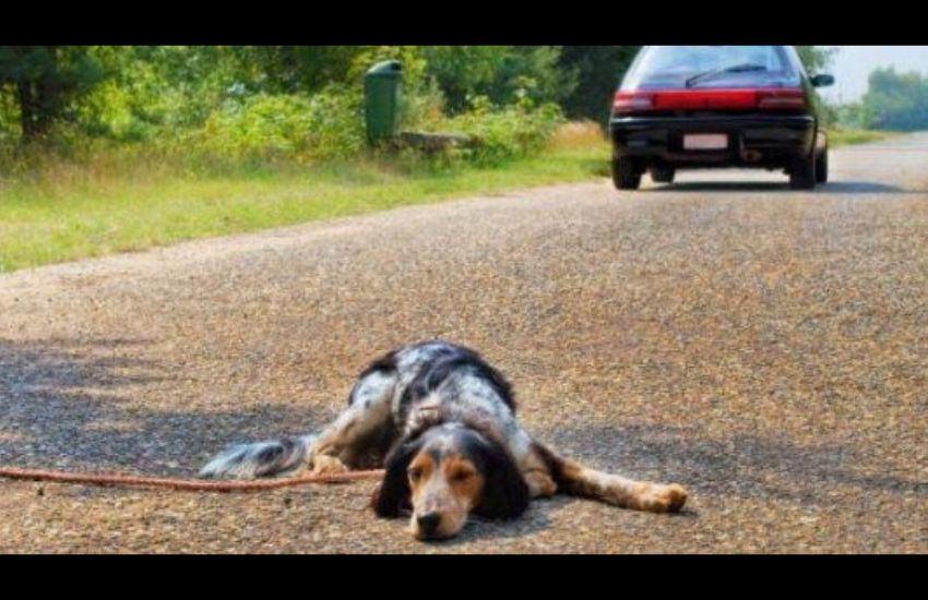 Codice della strada: Scatta il ritiro della patente per chi abbandona gli animali