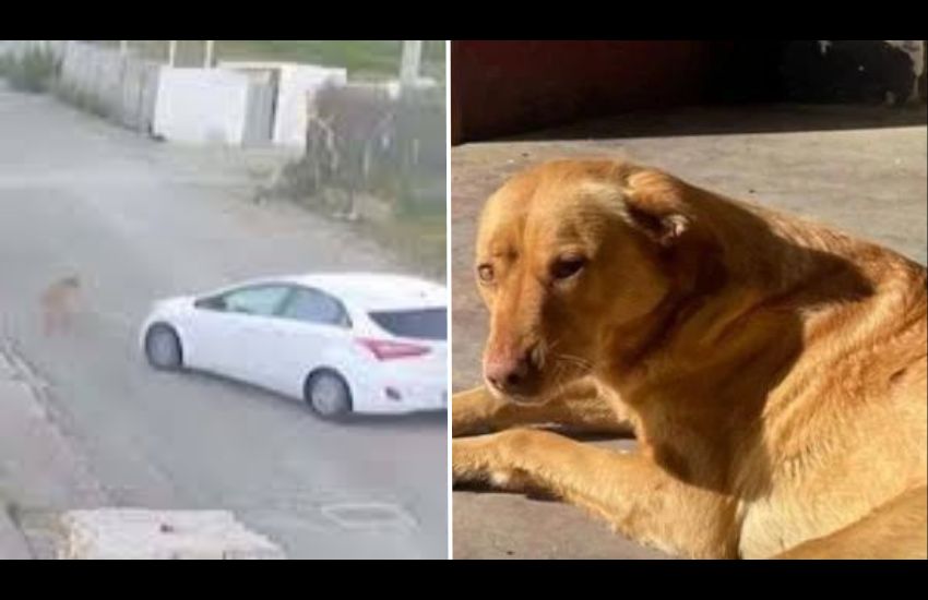 Trapani, cagnolina travolta e uccisa da un’auto: “Investita volontariamente”
