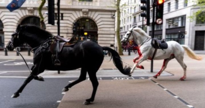 Cavalli reali insanguinati e imbizzarriti fuggono durante un’esercitazione: caos e feriti in città [VIDEO]