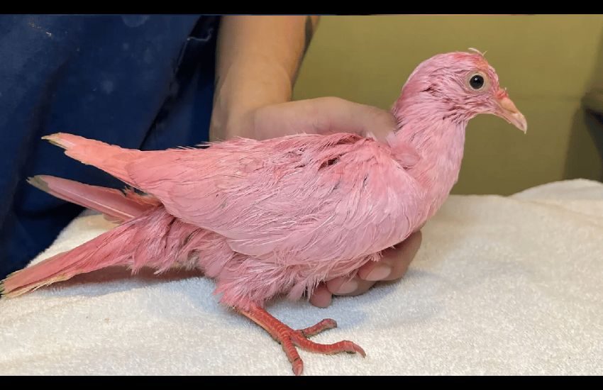 Colomba dipinta di rosa per svelare il sesso del nascituro: l’uccello è morto