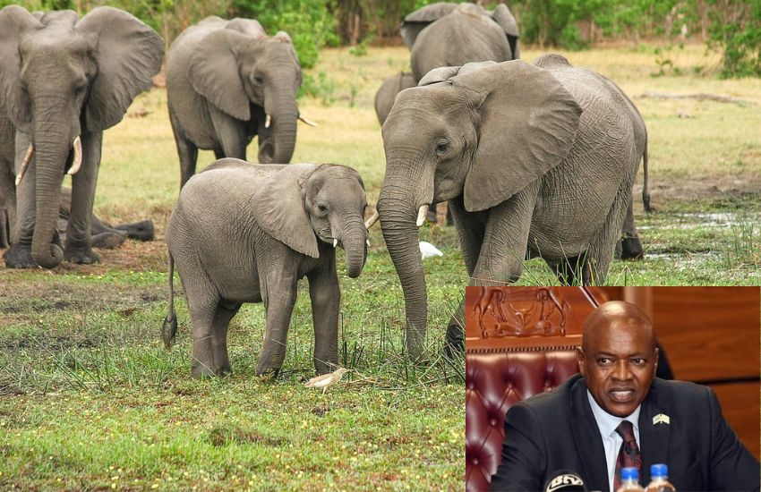 “Porteremo 20.000 elefanti in Germania”, i perché della strana minaccia del presidente del Botswana