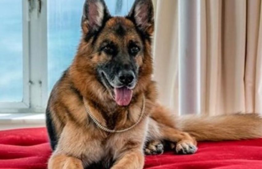 Il cane più ricco del mondo adotta una cagnolina salvandola da maltrattamenti e isolamento