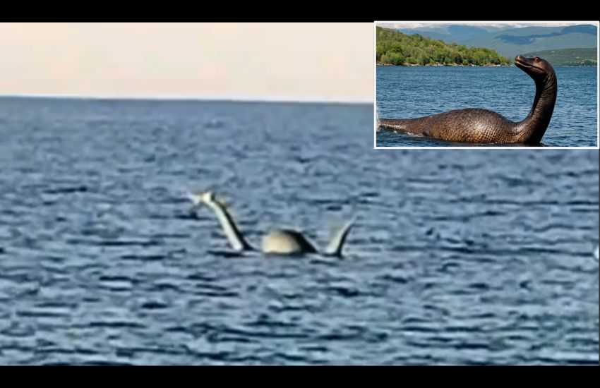 Bari, avvistato il “mostro di Loch Ness”sul lungomare : i passanti sorpresi