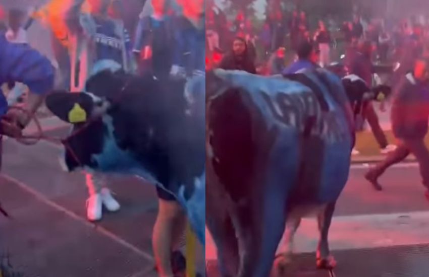Festeggiamenti Inter, spunta una mucca tra i tifosi nerazzurri: scoppia la polemica