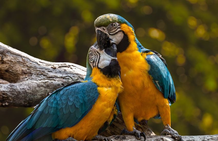 Scopre il tradimento grazie ai pappagalli che ripetevano: “vieni a casa, mio marito non c’è”