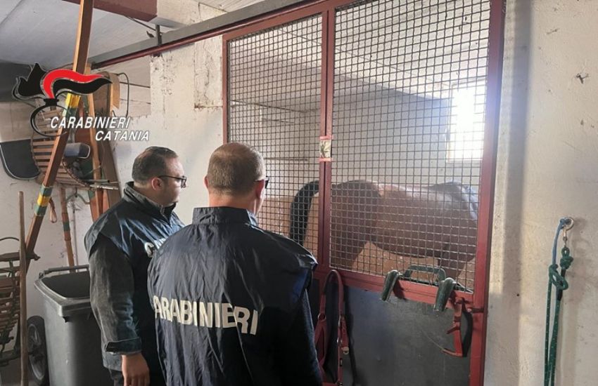 Picanello, carabinieri scoprono una stalla illegale