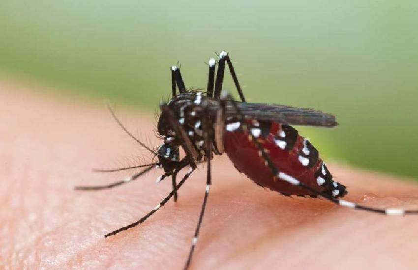 Febbre dengue: nuovo caso isolato al Goretti di Latina: scattano le misure di sicurezza