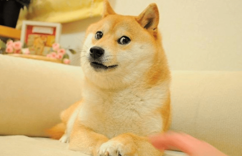 Addio a Kabosu, il cane del meme “doge”
