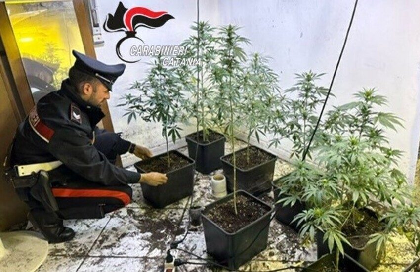 Catania, Picanello: serra di marijuana in una casa disabitata. La scoperta shock della proprietaria