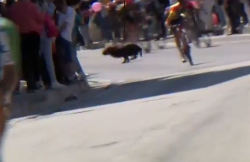 Sfiorata la tragedia al Giro d’Italia: cane attraversa la strada mentre passa il gruppone [VIDEO]