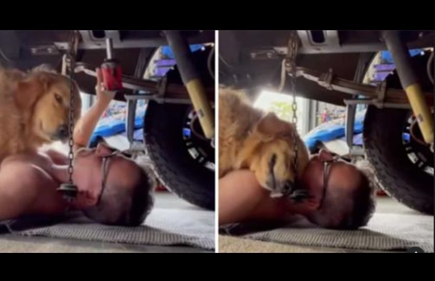 Il Golden Retriever striscia sotto l’auto del padre meccanico per coccolarlo mentre è a lavoro