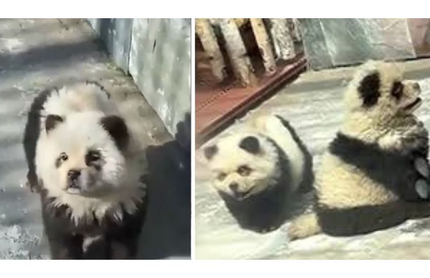 Zoo cinese sotto accusa, cuccioli di cane Chow-Chow camuffati da panda