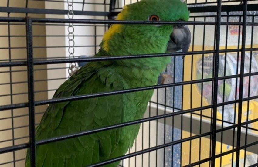 La surreale storia del pappagallo Gino: “sfrattato” dalla sua trattoria per motivi di salute