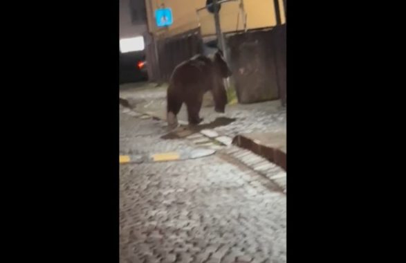 orso