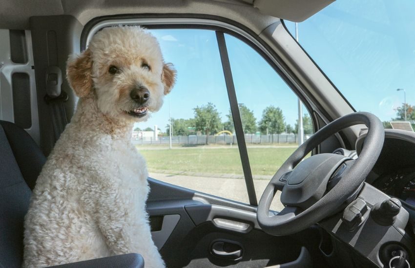 Trento, Tir sbanda e i poliziotti lo fermano: in cabina c’era un cagnolino, nel carico 67 kg di cocaina