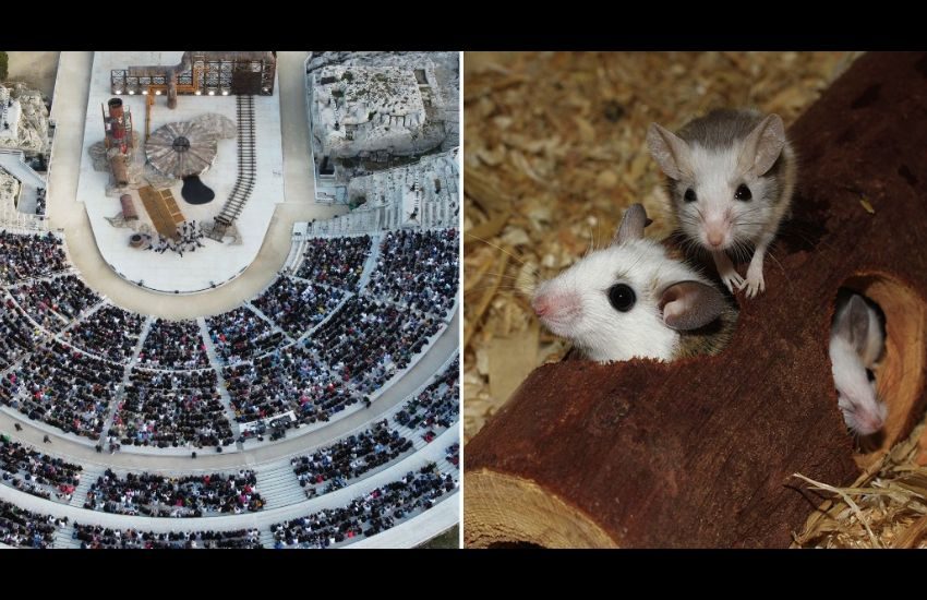 Siracusa, al teatro Greco in scena con Aiace anche alcuni topolini, attimi di panico tra il pubblico