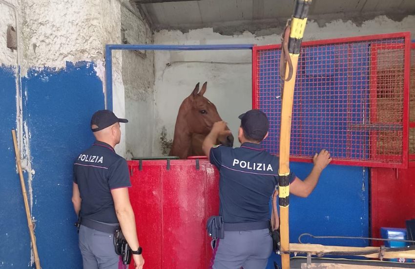 San Cristoforo, sequestrate tre stalle abusive e quattro cavalli utilizzati per le corse clandestine