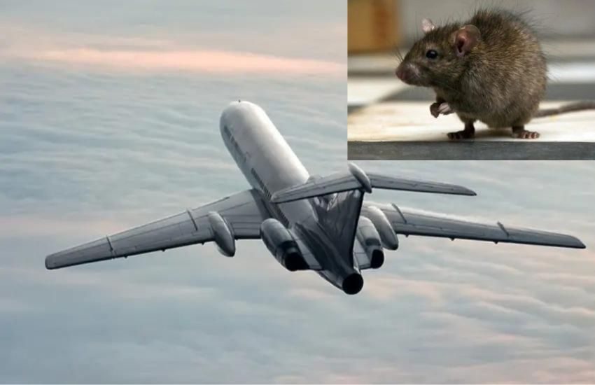 Topo spunta dal pasto di una passeggera: scoppia il caos sul volo Oslo-Malaga