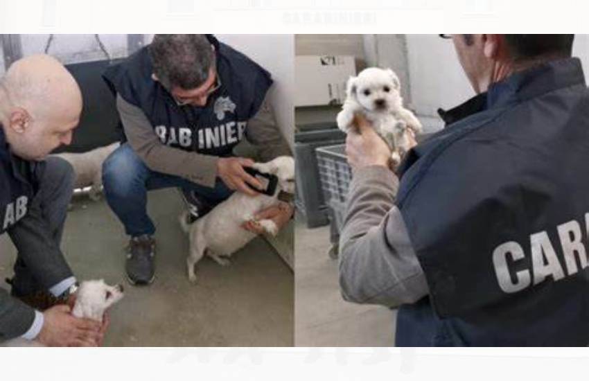 Sequestrato allevamento abusivo di chihuahua in provincia di Latina: 32 i cani salvati