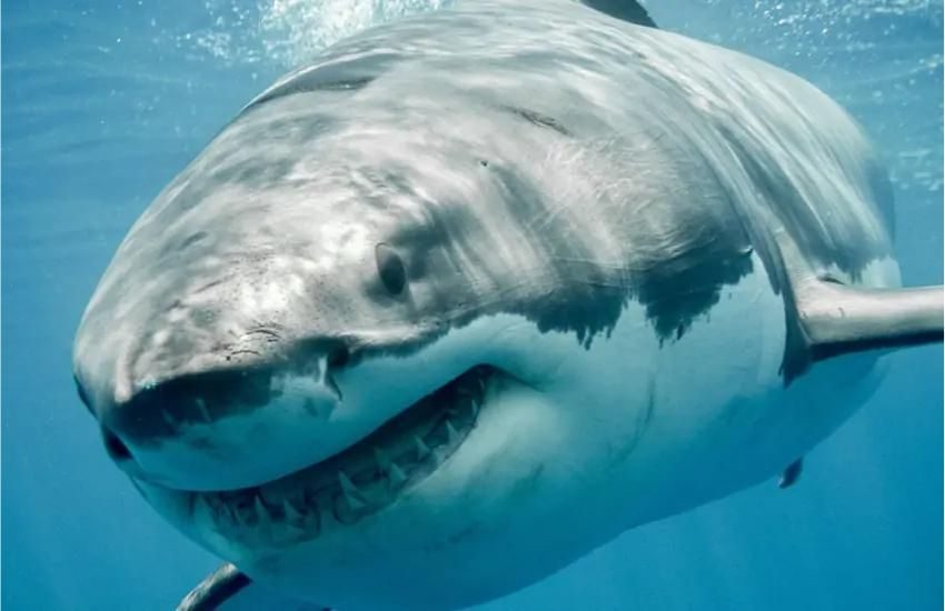 Tragedia nel Mar Rosso, attaccati da uno squalo due turisti italiani: così è morto il 48enne Gianluca Di Gioia