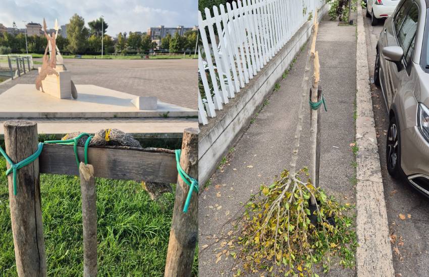 Strage di giovani alberi a Latina: continuano gli atti di vandalismo