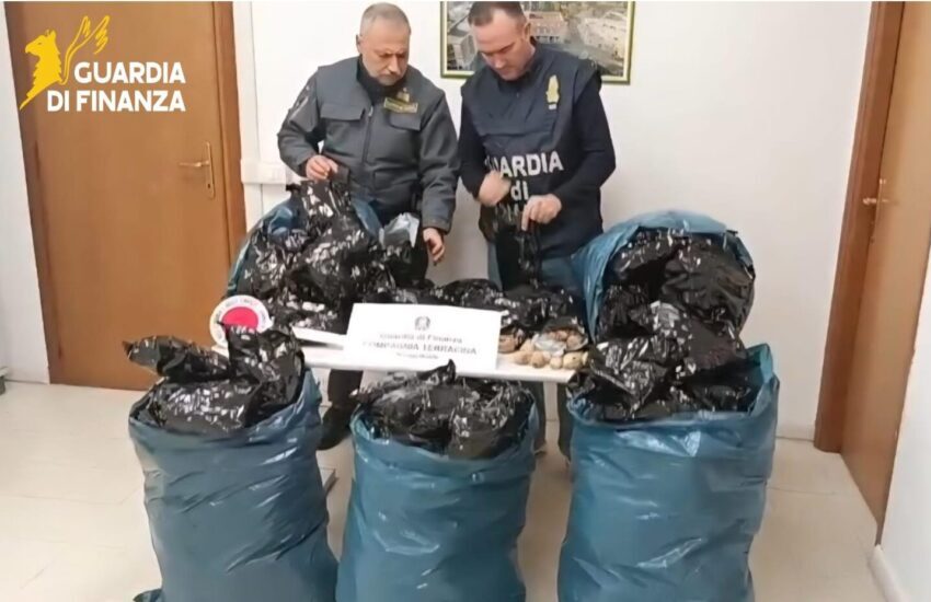 Sequestrati a Terracina 15mila bulbi di papavero. L’operazione della Guardia di Finanza