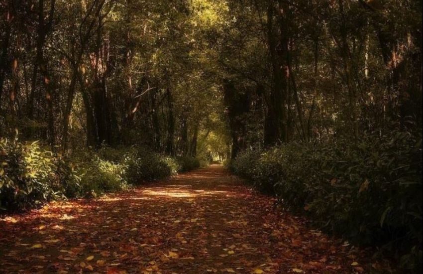 Scavalca il muro della Reggia di Caserta per andare a funghi nel bosco, scoperto e denunciato