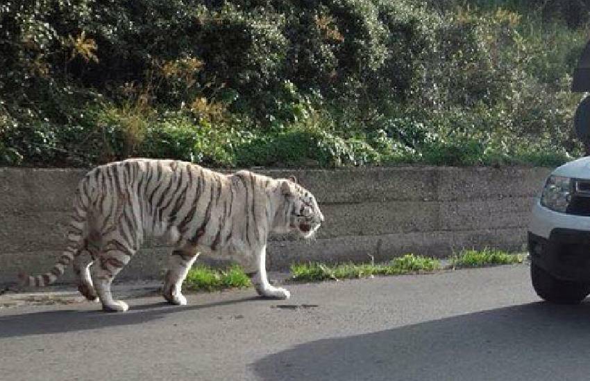 Allarme in provincia di Latina: avvistata una tigre in libertà. Ma non è escluso si tratti di una bufala…