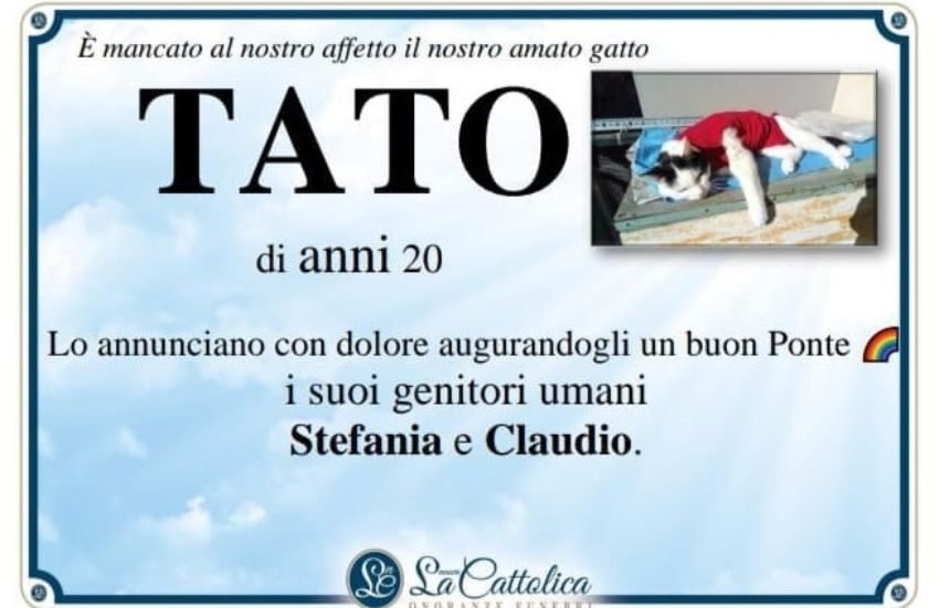 Muore a 20 anni Tato, il gatto “eroe”. I padroni preparano un manifesto funebre, ma il Comune ne vieta l’affissione