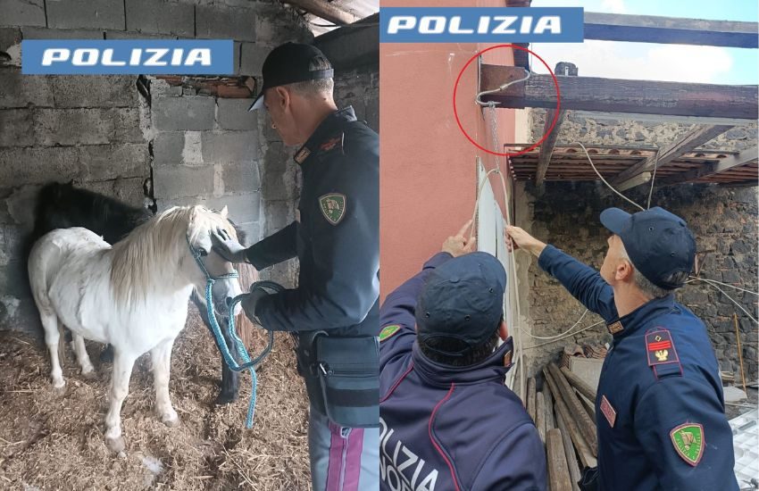 San Cristoforo, aveva 2 pony in una stalla abusiva pronti alla macellazione, denunciato un 46enne