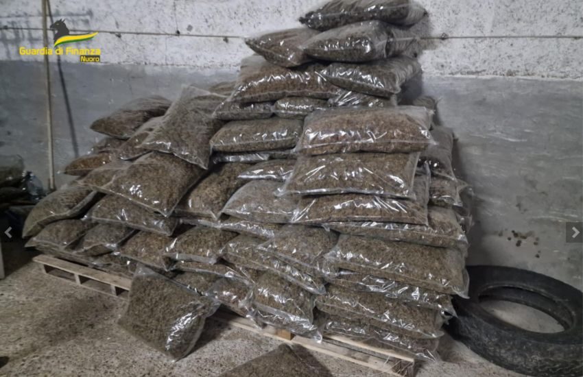 Nuoro, piantagione di marijuana illegale: sequestrate 1414 piante di canapa