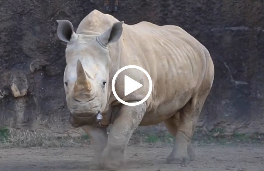 E’ morto a 56 anni il rinoceronte più anziano degli Stati Uniti. – VIDEO