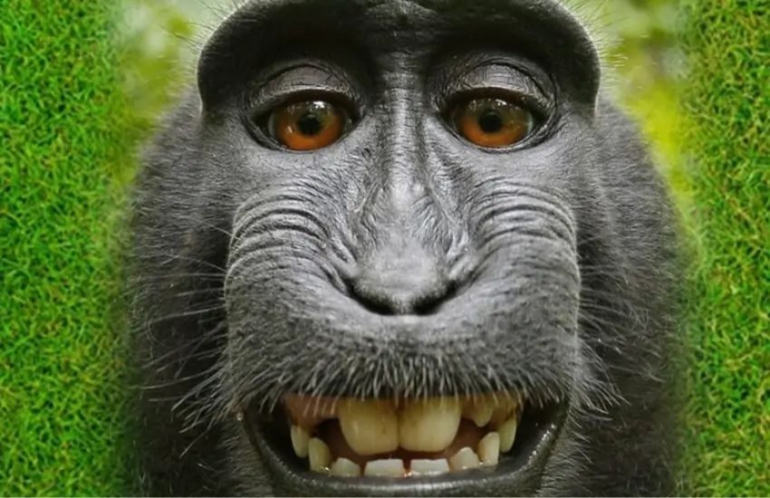 Blackout generale in tutto lo Sri Lanka: tutta colpa di una scimmia!