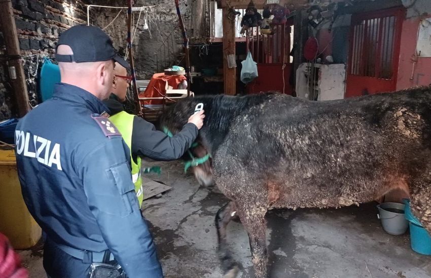 Catania, sequestrata cavalla pronta alla macellazione clandestina, denunciato 67enne