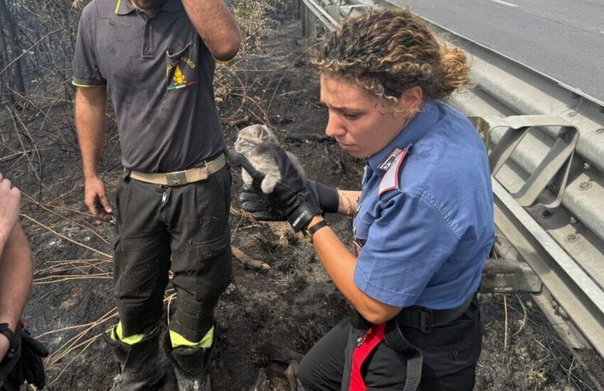 I carabinieri salvano un gattino intrappolato nelle fiamme. L’intervento lungo la Cassia a Campagnano di Roma