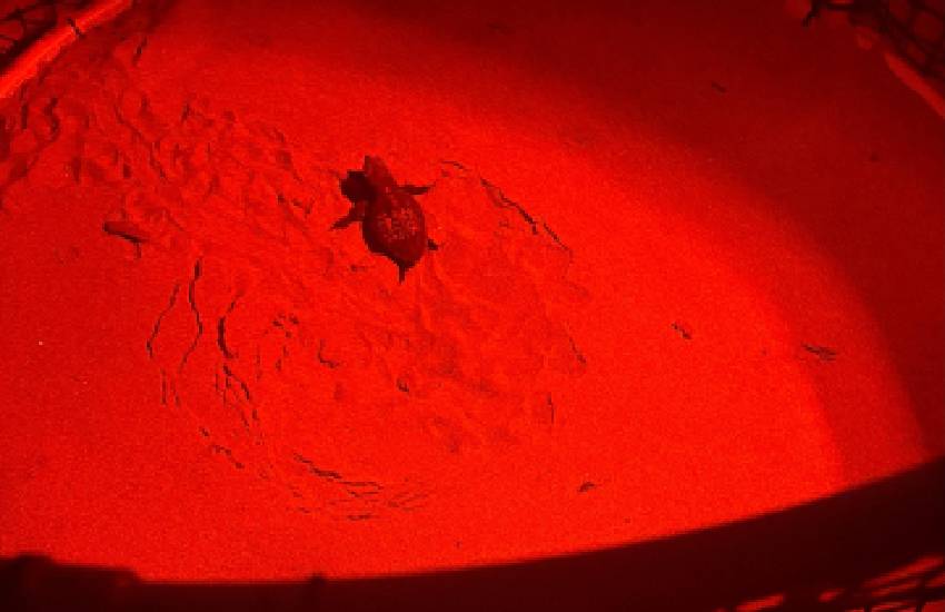 “Lieti eventi” sulle spiagge del Lazio: la “notte delle tartarughe”