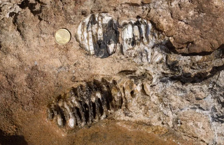 Elefante nano del Pleistocene ritrovato a Siracusa