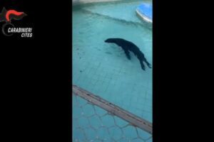Leone marino detenuto in un mezzo non idoneo: tre persone denunciate a Verona