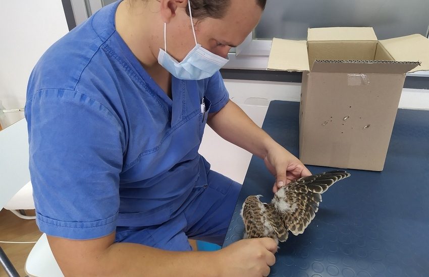 Sicilia, fondi insufficienti per i centri che curano la fauna selvatica: l’allarme del WWF