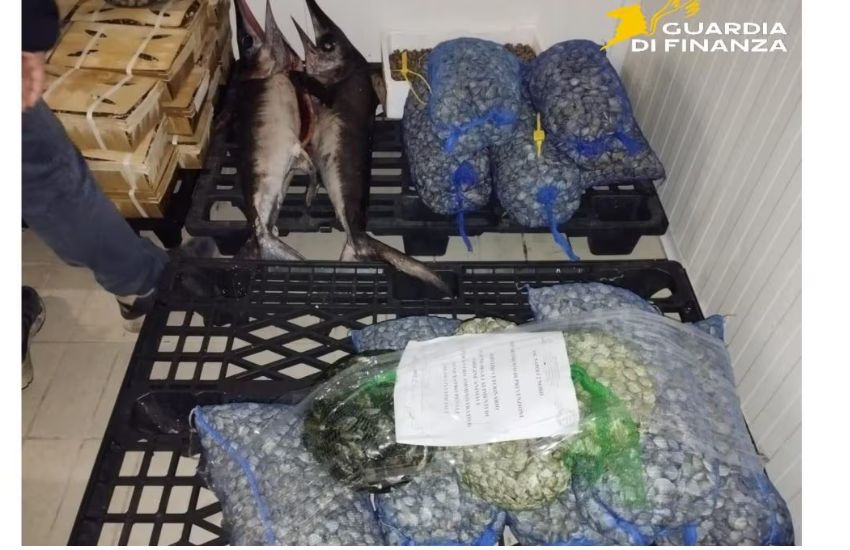 Natale alle porte, scattano i controlli sul pesce: sequestrati 900 chili al mercato di Mugnano