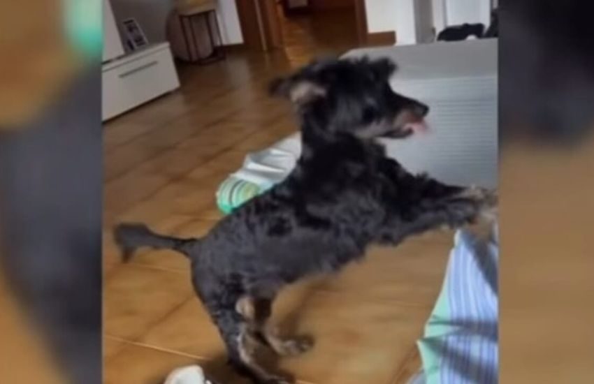 Udine, lancia il cane del vicino dal balcone: l’animale muore dopo la caduta