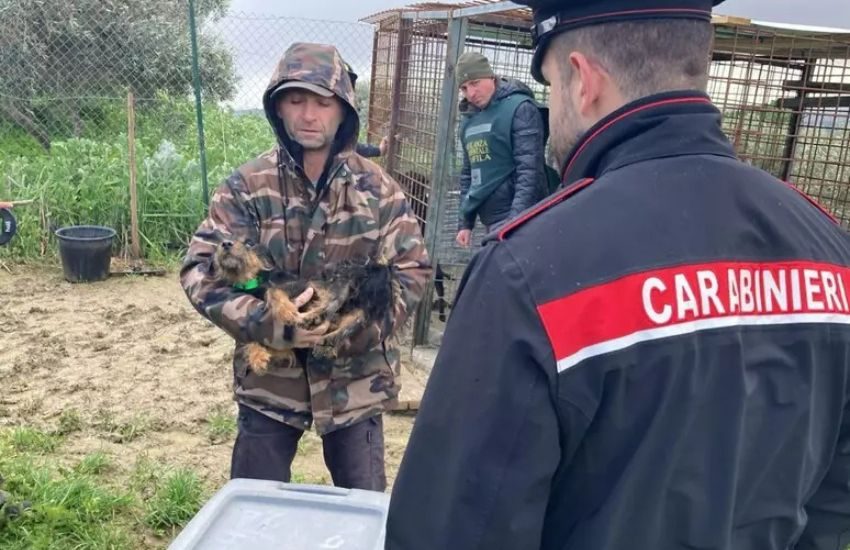Maltrattamenti su animali a Caltanissetta: denunciato un uomo
