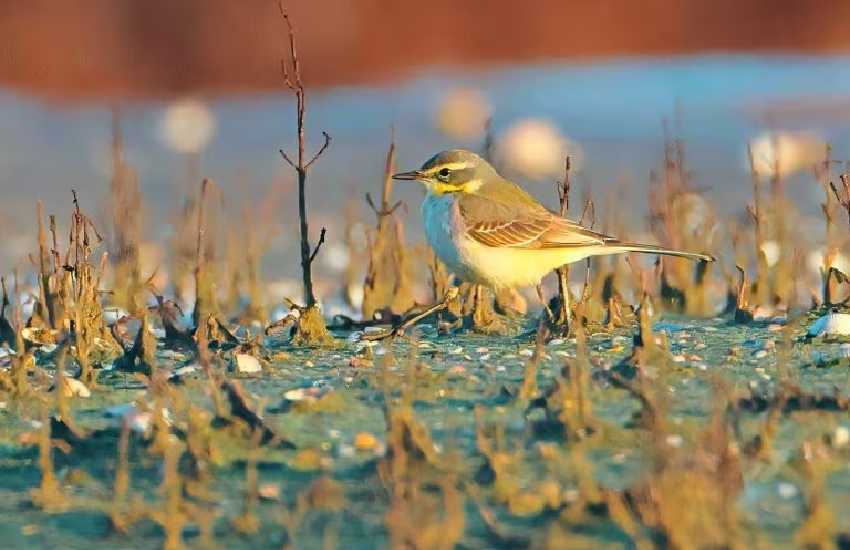 Al Parco Nazionale del Circeo avvistata una rarissima cutrettola di Bering