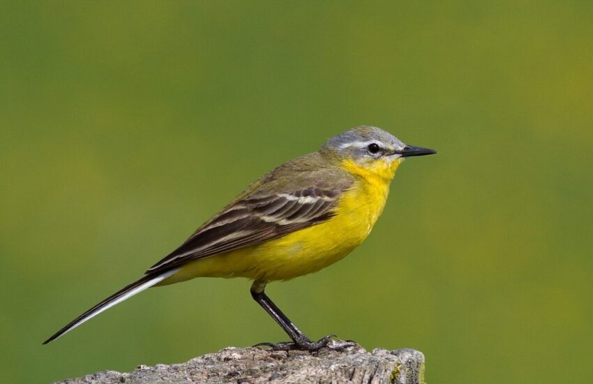Al Parco Nazionale del Circeo avvistata una rarissima cutrettola di Bering