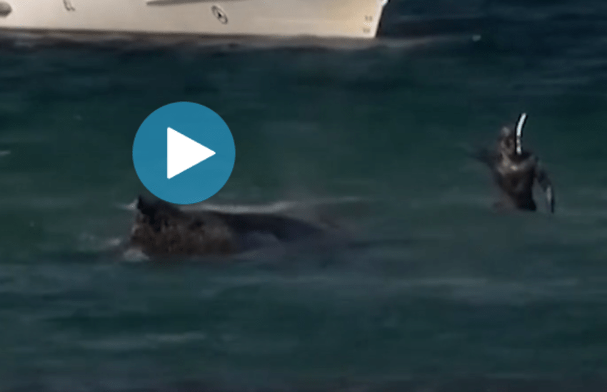 germania riprendono le operazioni per riportare in mare una balena megattera da Dayitalianews.com germania riprendono le operazioni per riportare in mare una balena megattera