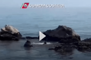 Grottammare, squalo in difficoltà tra gli scogli: salvato dalla Guardia Costiera
