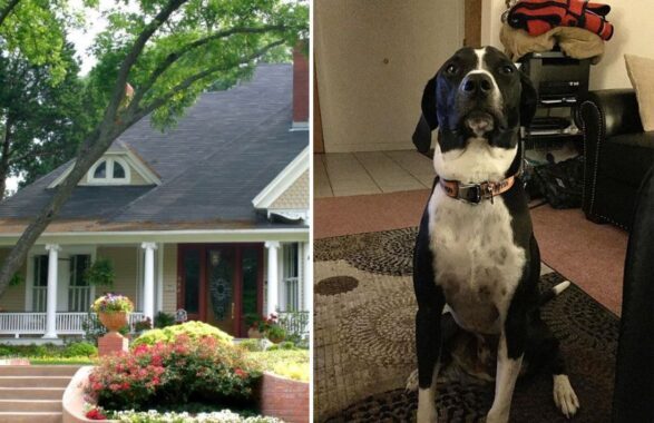 Cane eroe salva una famiglia da una fuga di gas